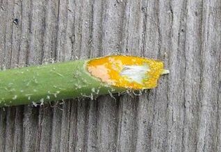 benefits and harms of removing warts with celandine herb juice