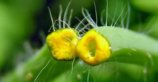 celandine for papillomas