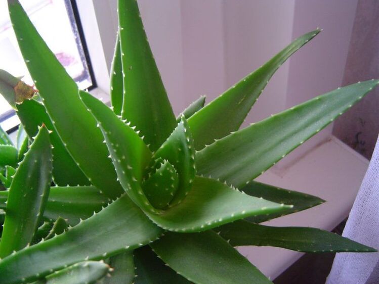 aloe and kalanchoe against warts
